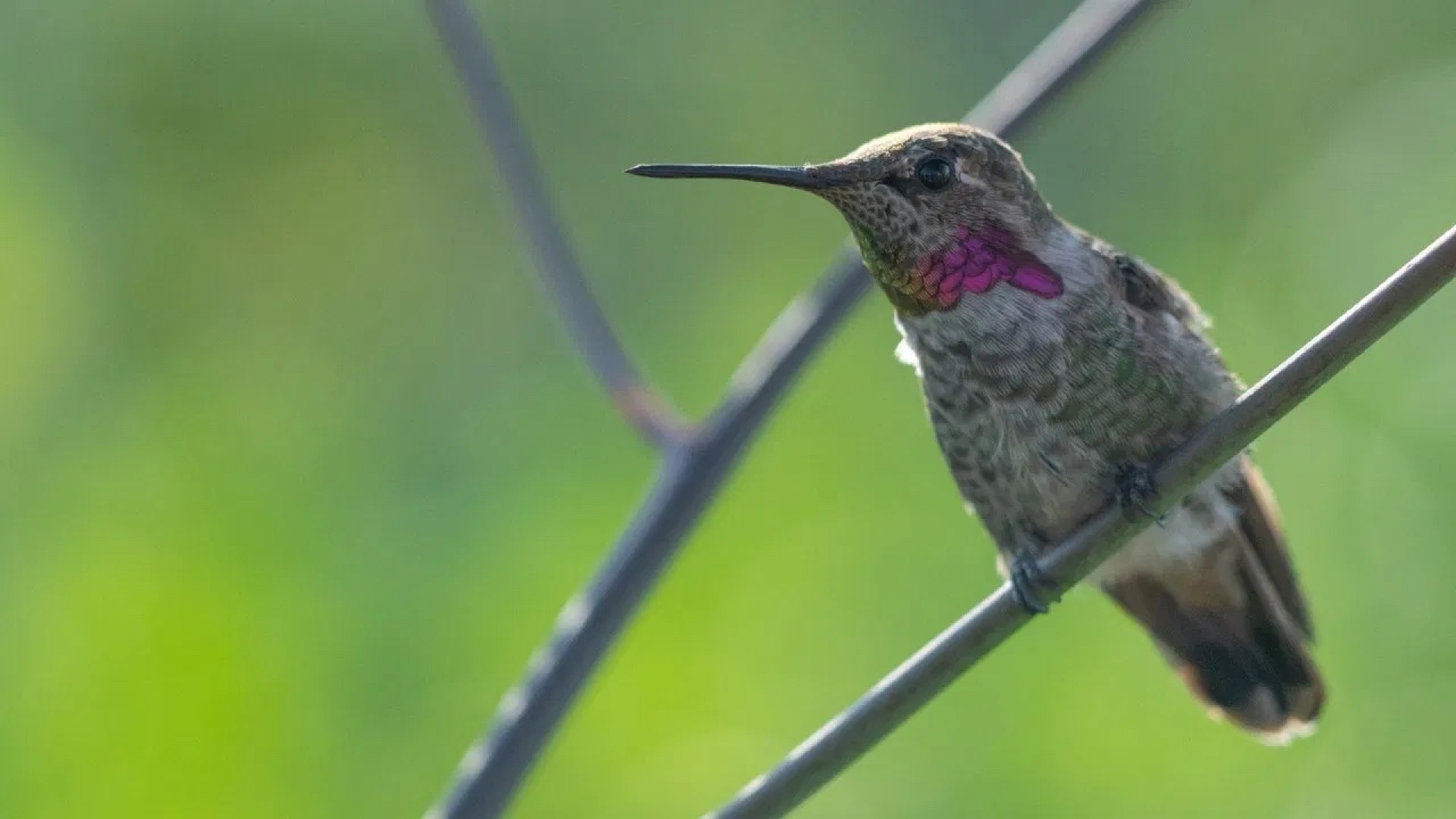 Atrae colibríes a tu hogar con estas flores fáciles de cultivar: ¡Son sus favoritas!