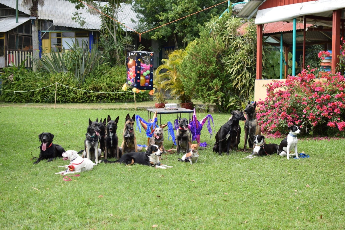 ¡México mágico! Realizan pastorela con perros