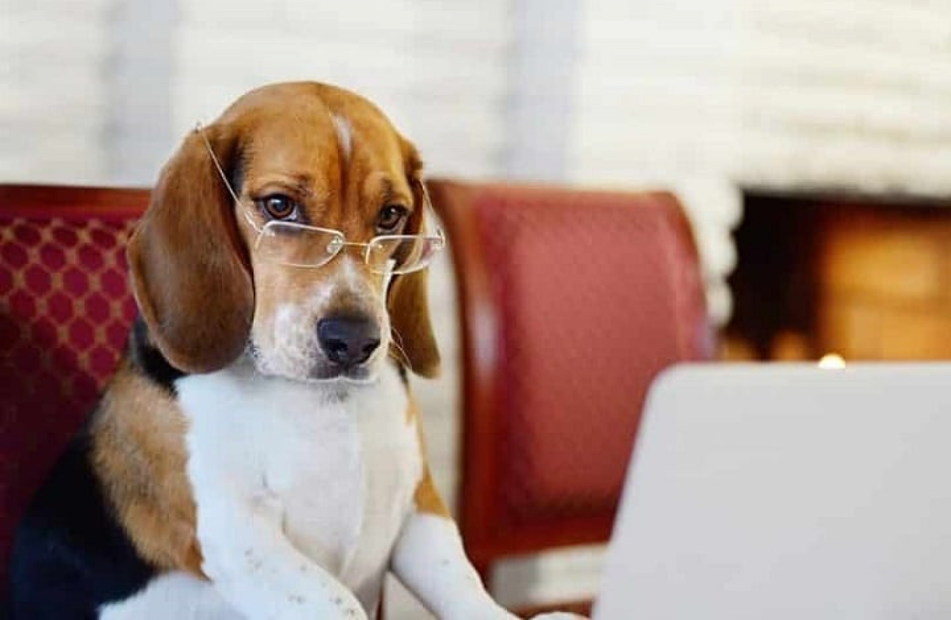Estos son los perritos más inteligentes de acuerdo a su raza
