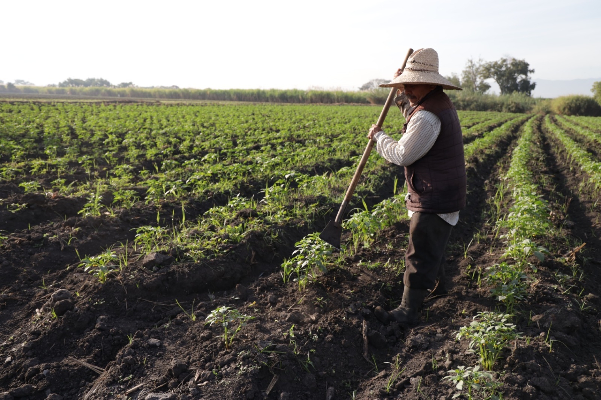 Fortalece Gobierno de México producción agrícola en Morelos con tecnificación del Distrito de Riego 016
