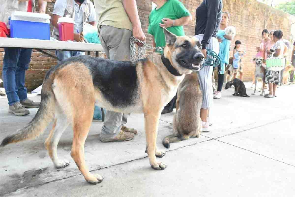 Sancionarán actos de crueldad contra animales en Cuautla