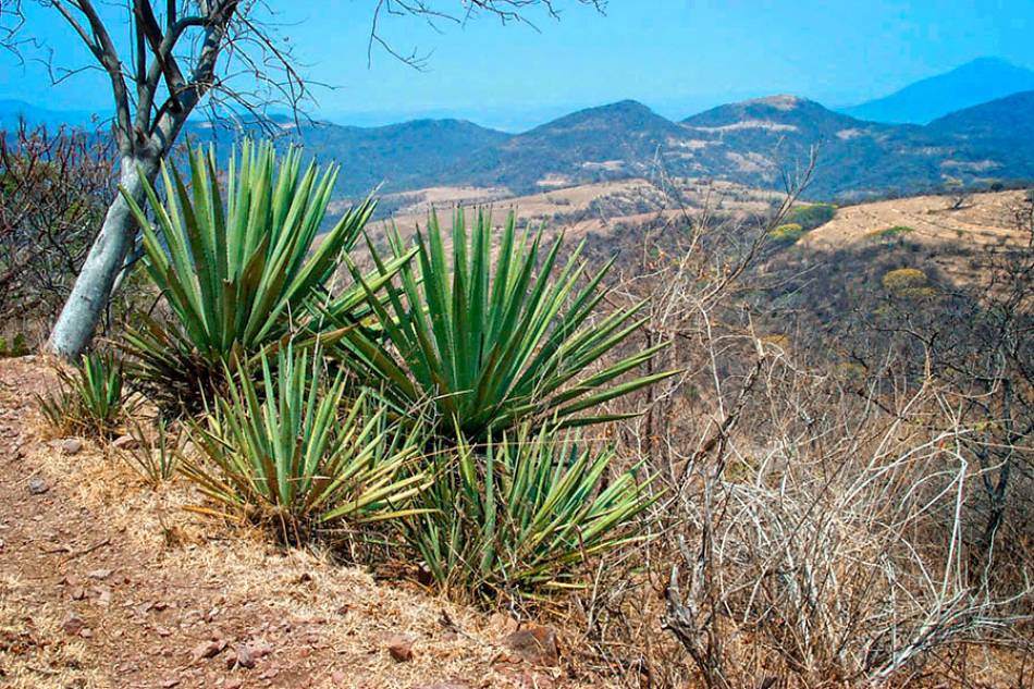 Alertan sobre posible restricción en uso de herbolaria