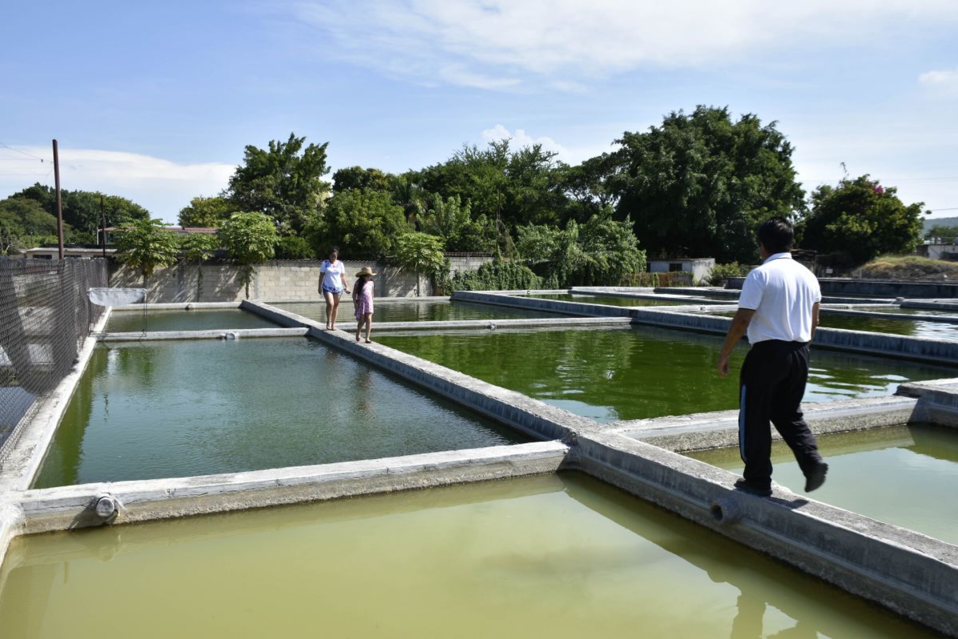 Granja de Zacatepec produce hasta dos millones de crías de tilapia