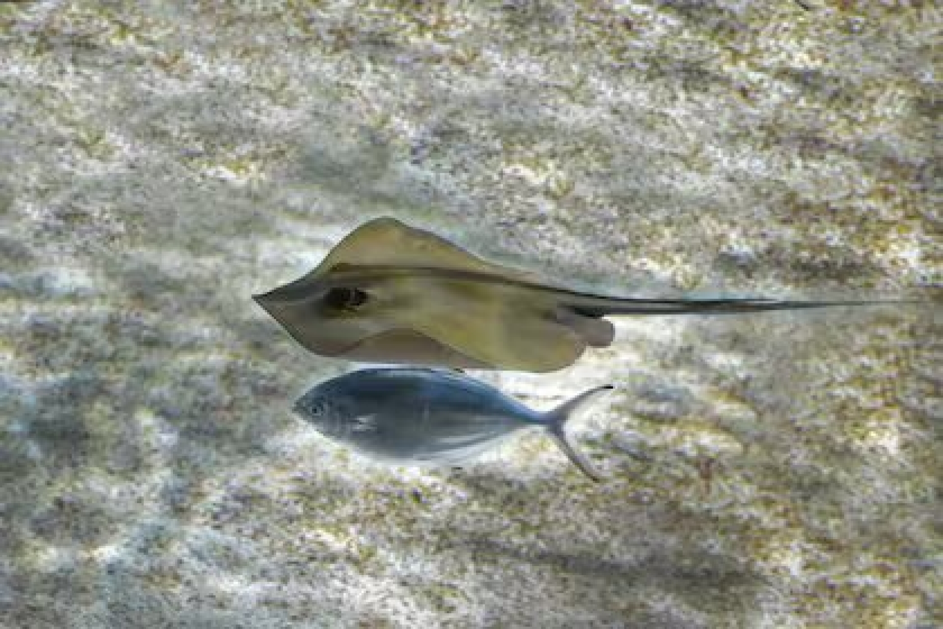 Una especie de mantarraya fue declarada extinta por la actividad humana