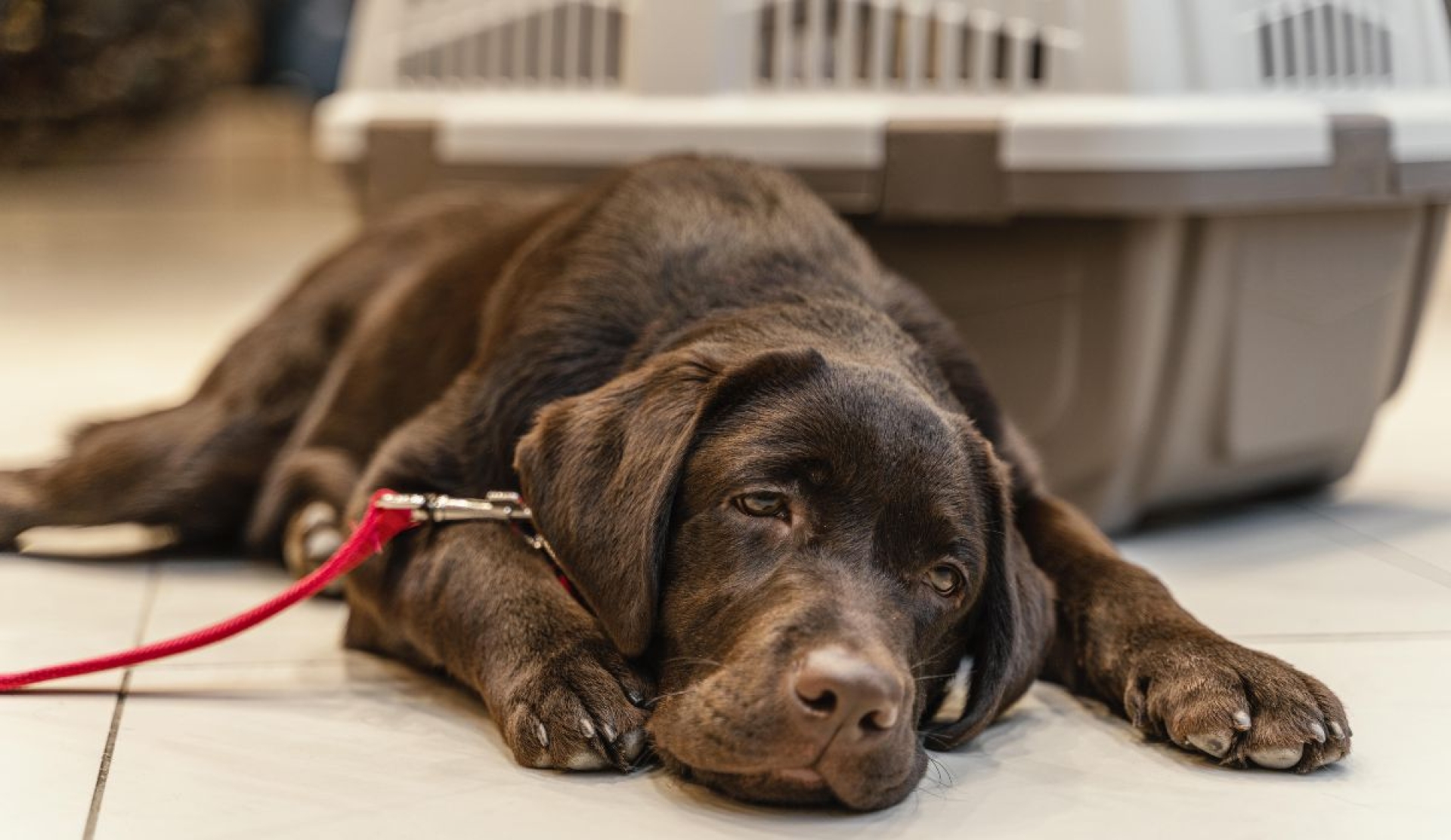 Señales de intoxicación canina y cómo actuar ante una emergencia