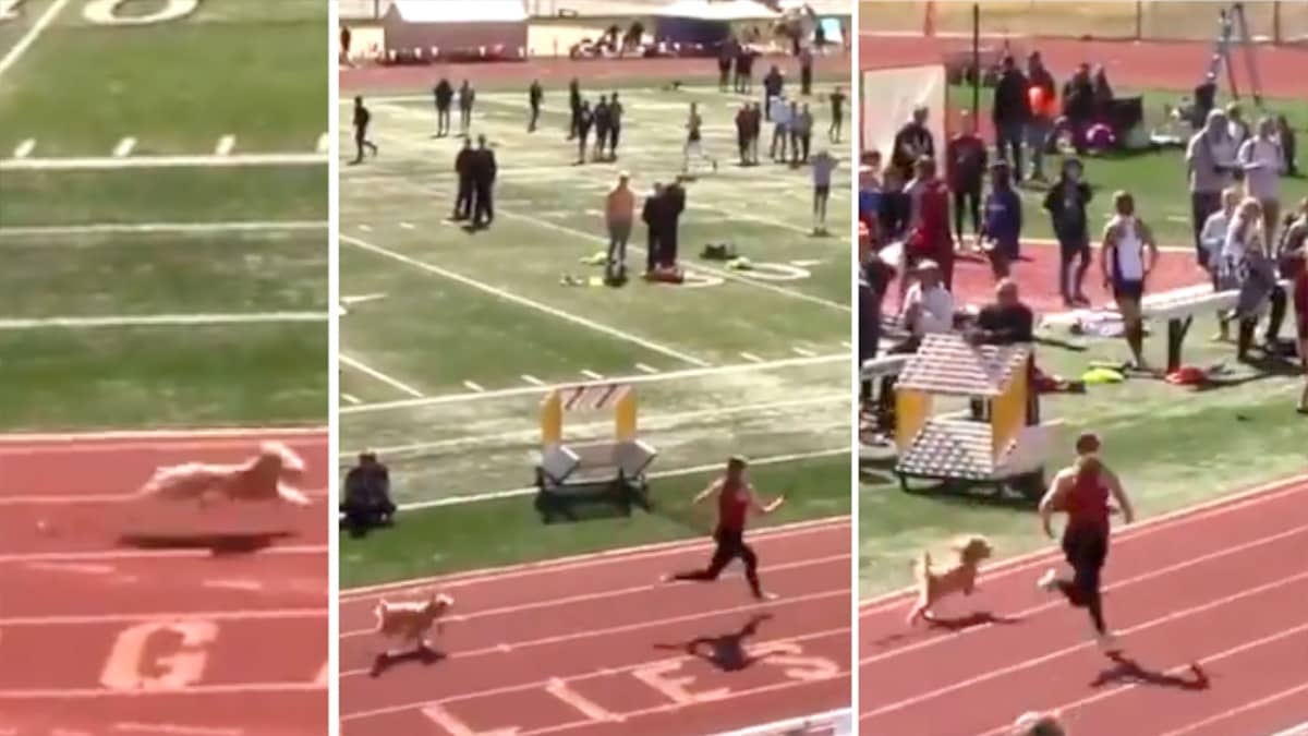 Perrita se une a carrera escolar… y ¡gana!