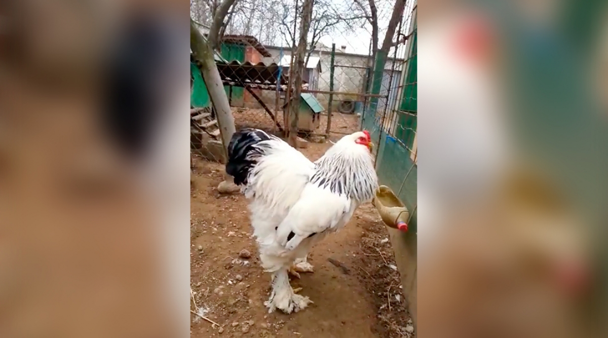 Sí, el video del gallo gigante es real… pero hay una explicación