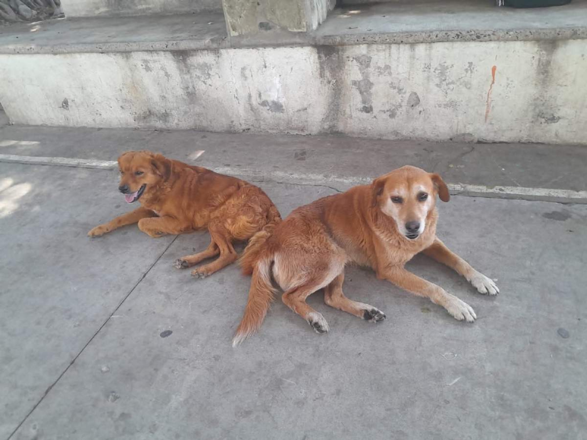 Urge campaña de esterilización canina en Miacatlán: vecinos