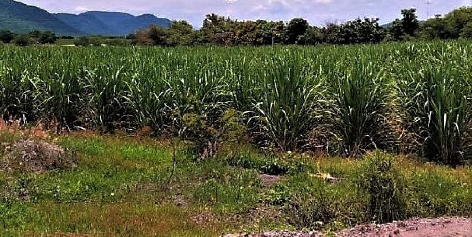 Nace nueva organización cañera en la región oriente