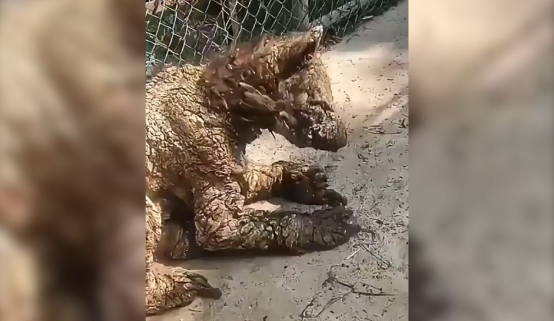 Mina, la osa viral en estado crítico, es trasladada a fundación en Hidalgo