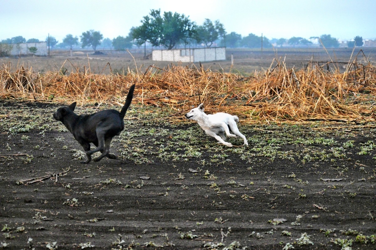 Los perros de Tetelcingo