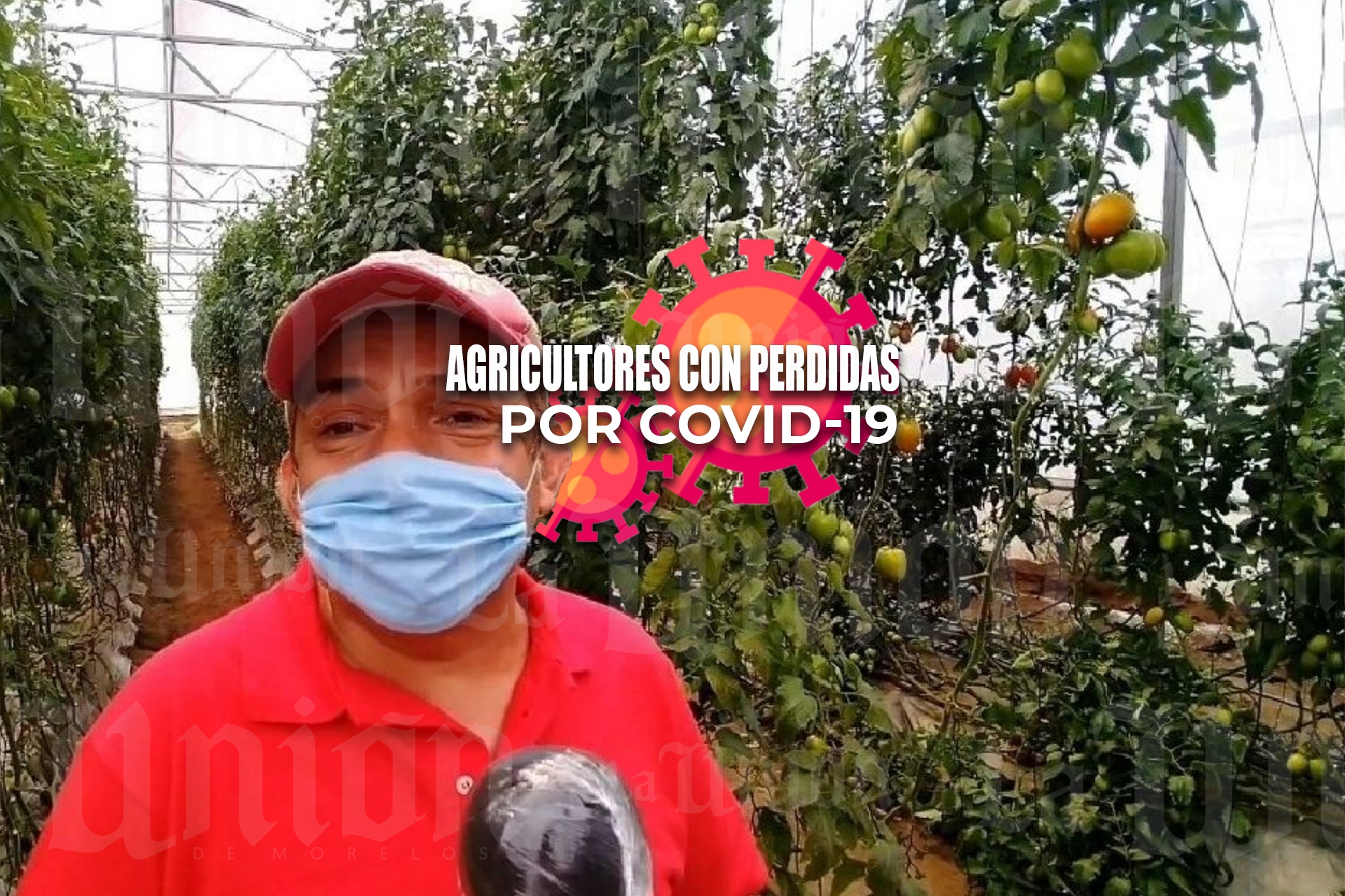 Productores de jitomate y cebolla registran pérdidas en la zona oriente
