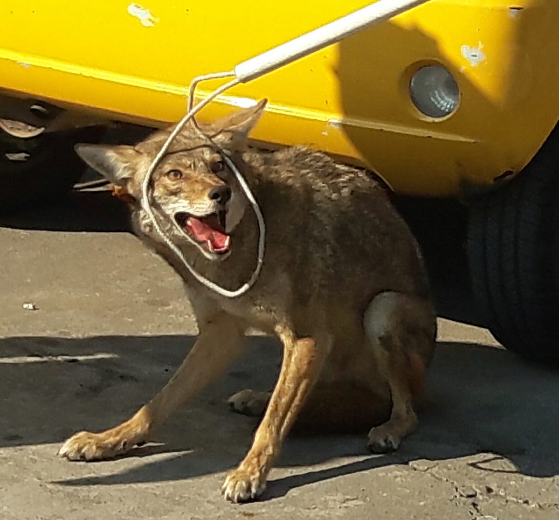 Captura PC Cuernavaca un coyote en la colonia Delicias