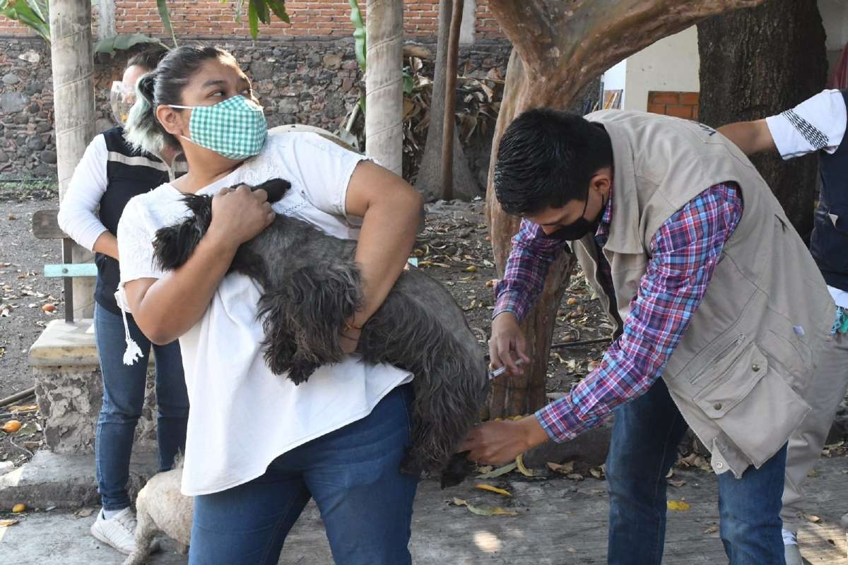 En puerta la segunda jornada de vacunación canina y felina en Cuautla