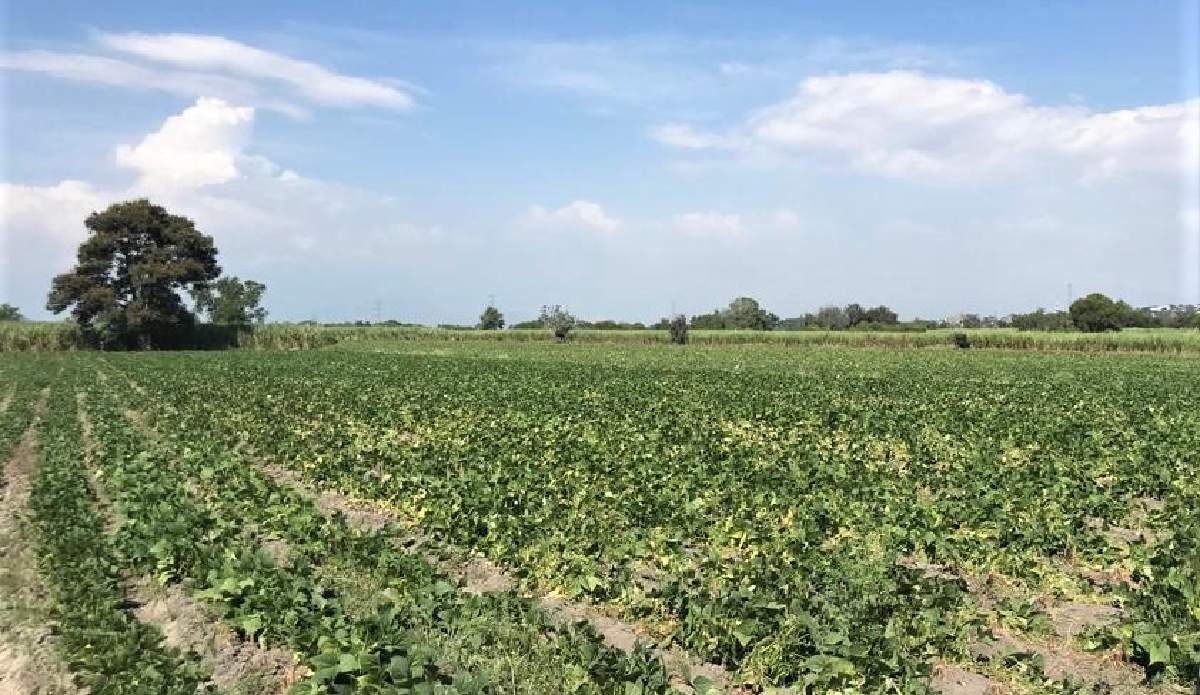 Prevén campesinos ciclo agrícola adverso por falta de apoyos y mal clima