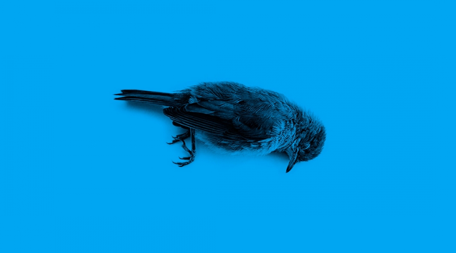 Twitter creció 0% el último trimestre