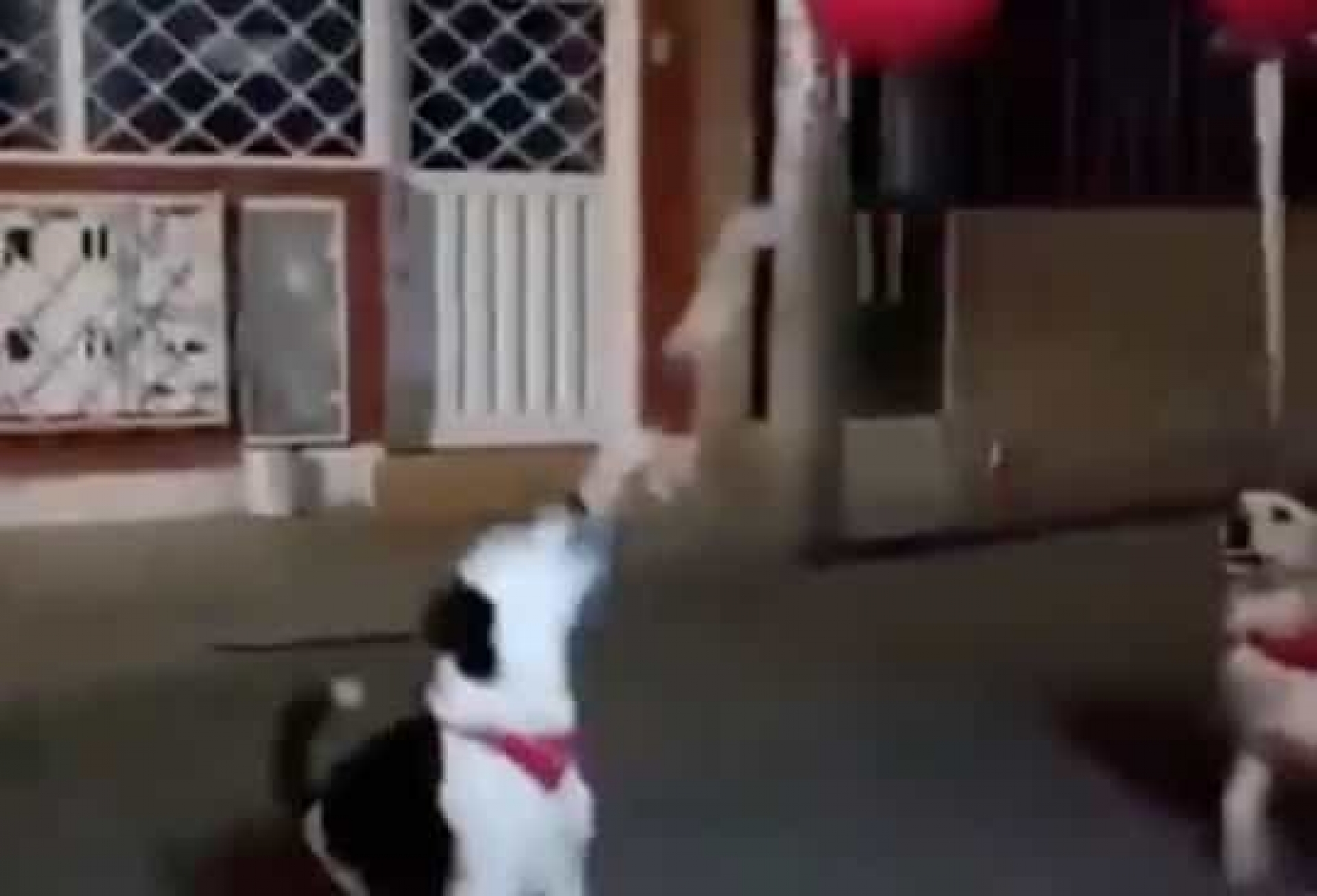 Perritos enamoran TikTok al perseguir como locos unos globos amarrados a su cuello