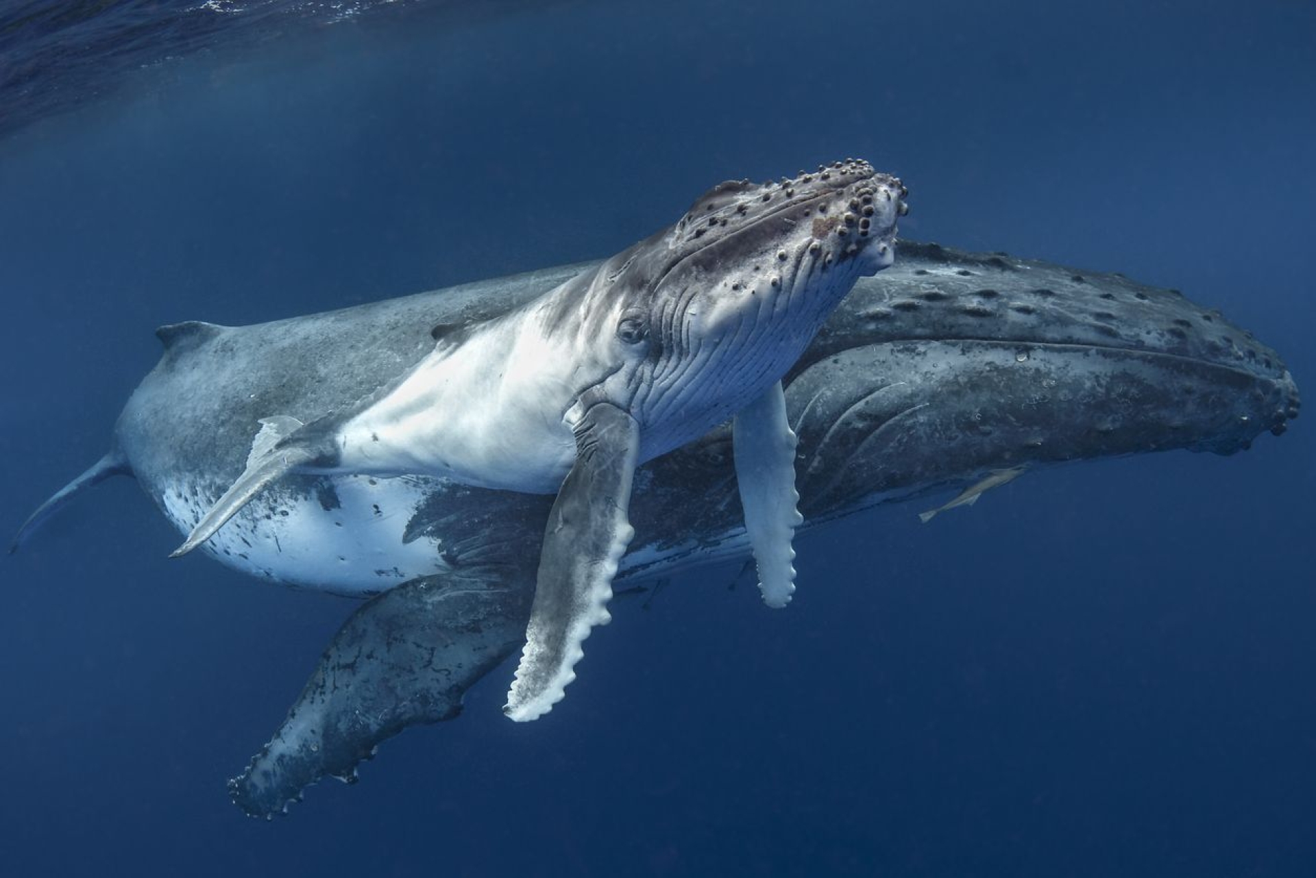 Ballenas barabadas alcanzaron sus enormes tamaños hace 19 millones de años