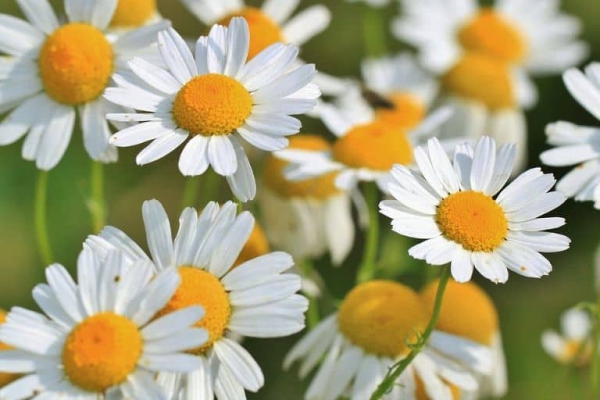 Plantas que ayudan a mejorar la vista