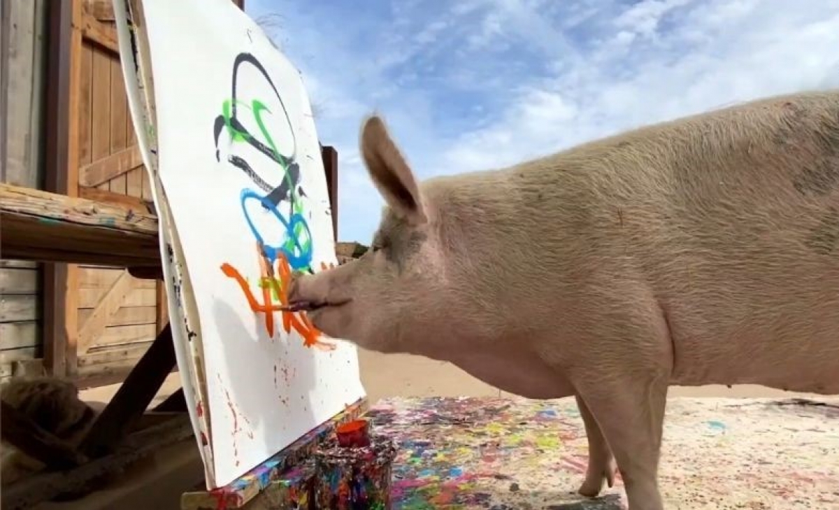 Conoce a Pigcasso el cerdito artista