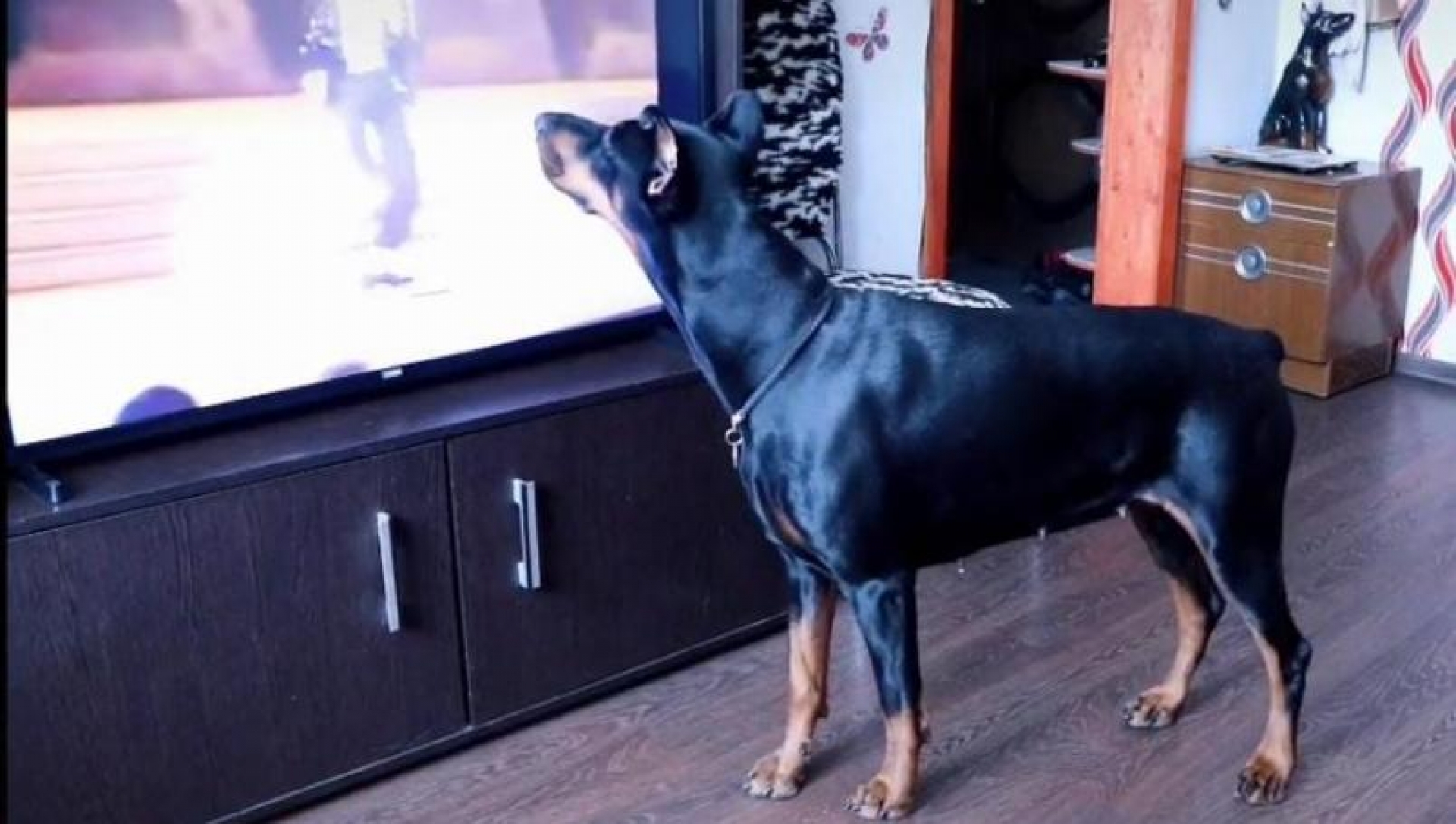 Perro Dóberman se hace viral bailando 'Billie Jean'