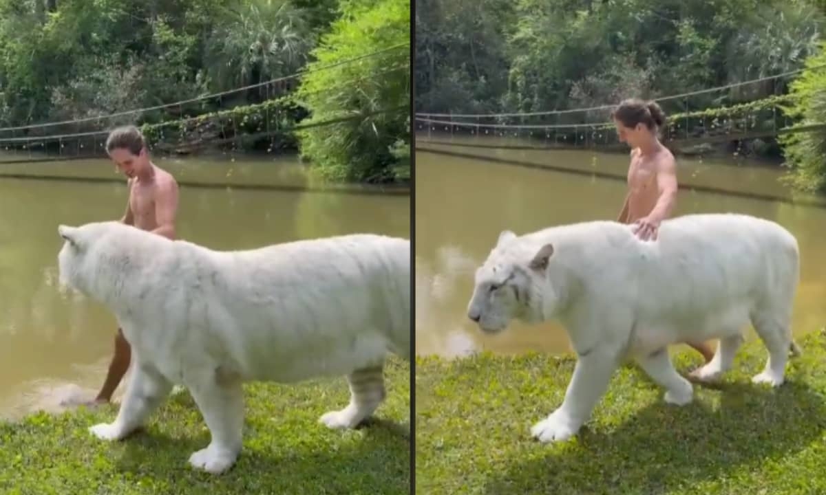 Tiktokero presume su amistad con un tigre blanco