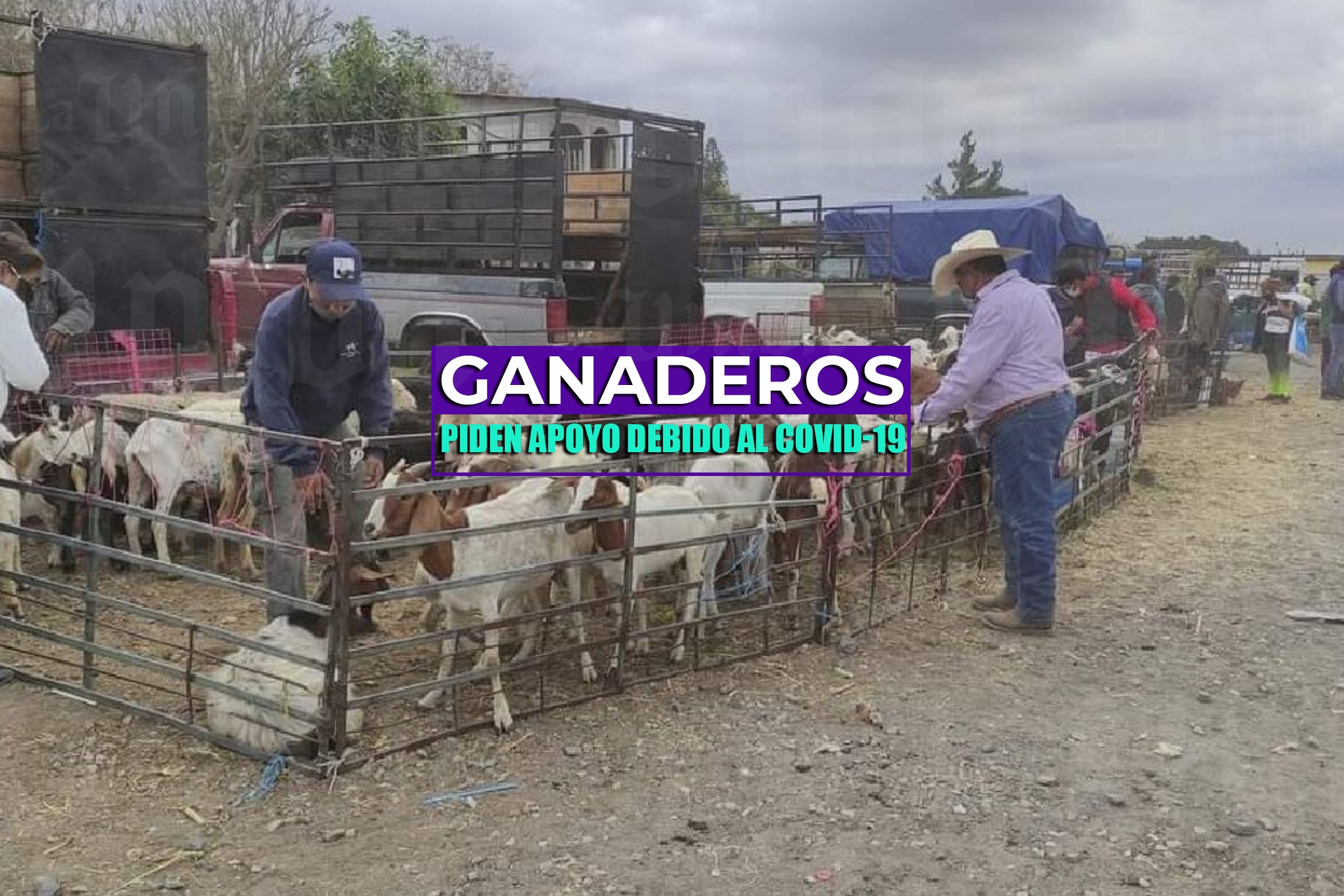 Ganaderos de la región oriente solicitan apoyo