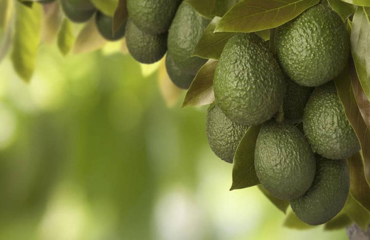 Aguacates ya dejan más dinero a México que los hidrocarburos