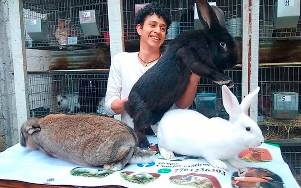 Mexicano cría a los conejos más grandes del mundo