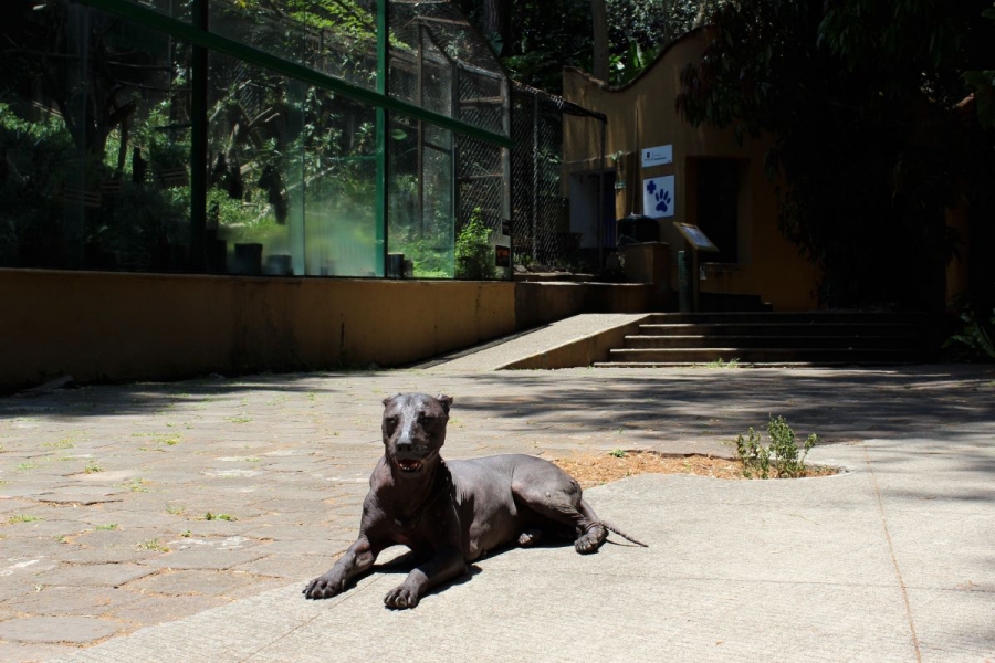 Tizoc, la soledad