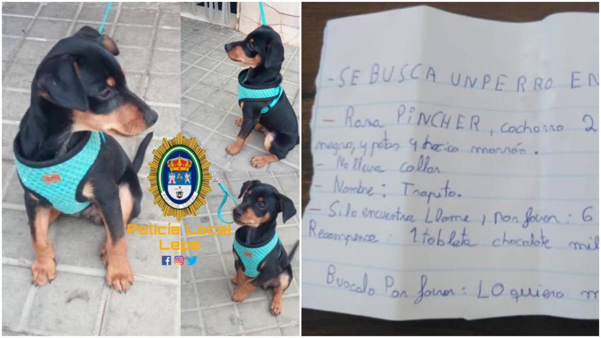 Niño ofrece una barra de chocolate a quien encuentre a su perrito perdido