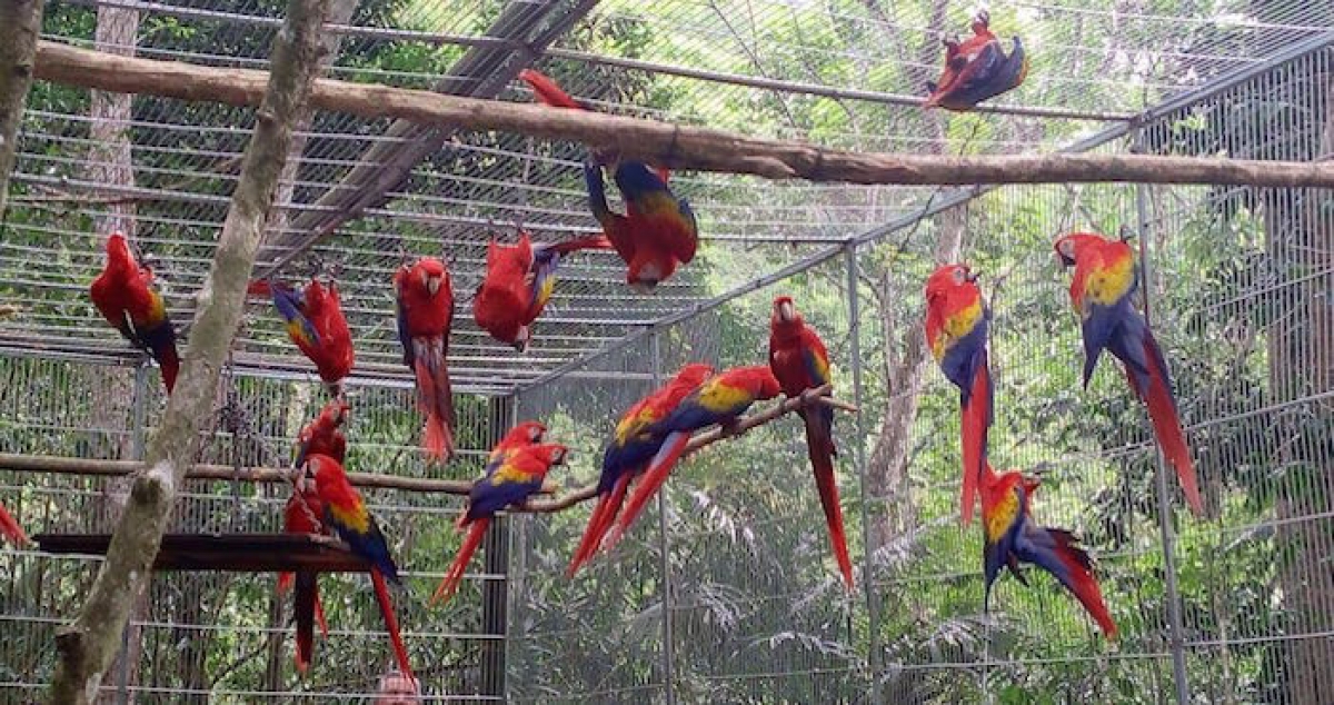 La Conanp libera a 28 guacamayas rojas en reserva natural de Veracruz