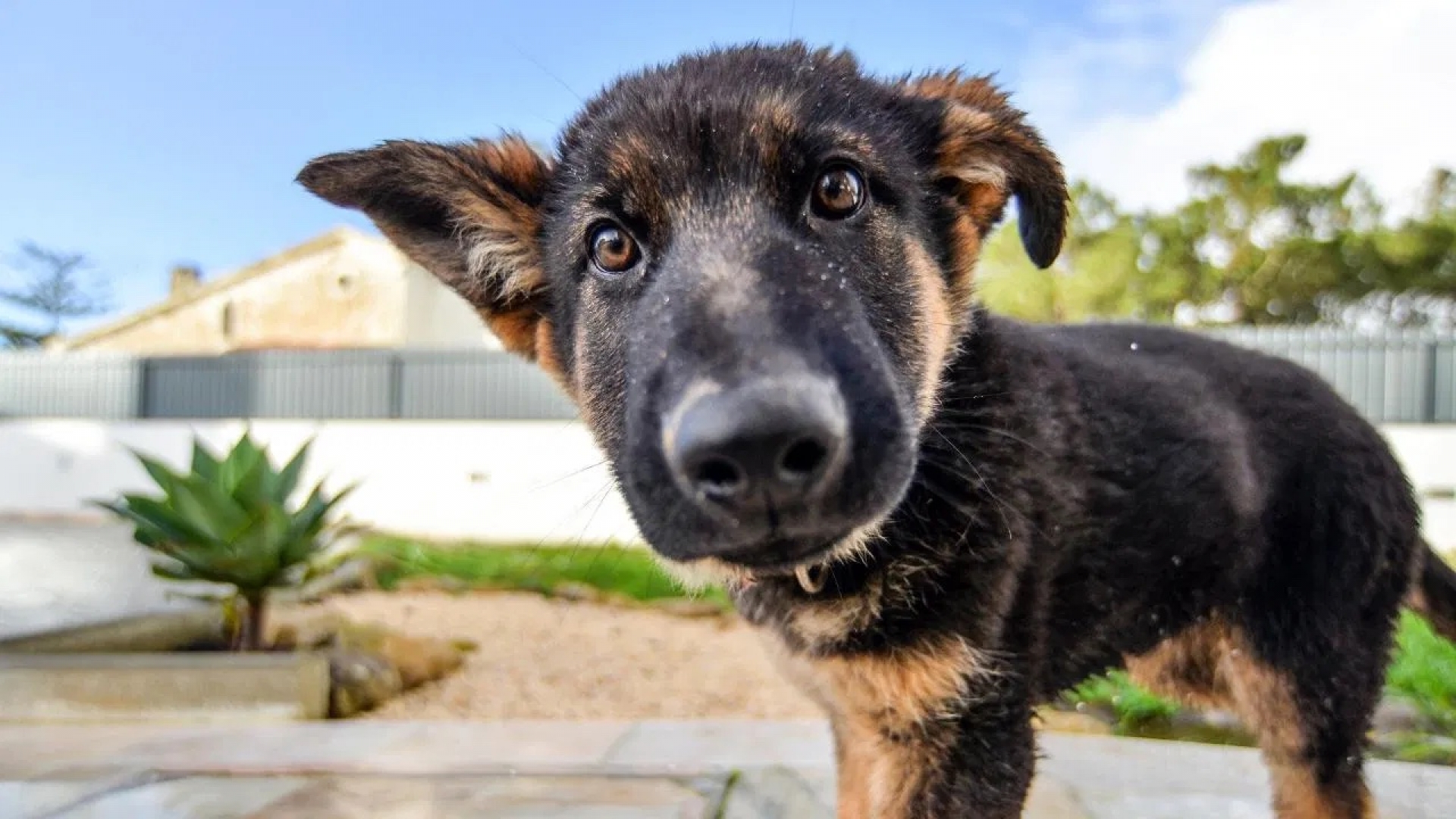 Plantas pet-friendly que puedes tener en casa para alegrar a tus mascotas