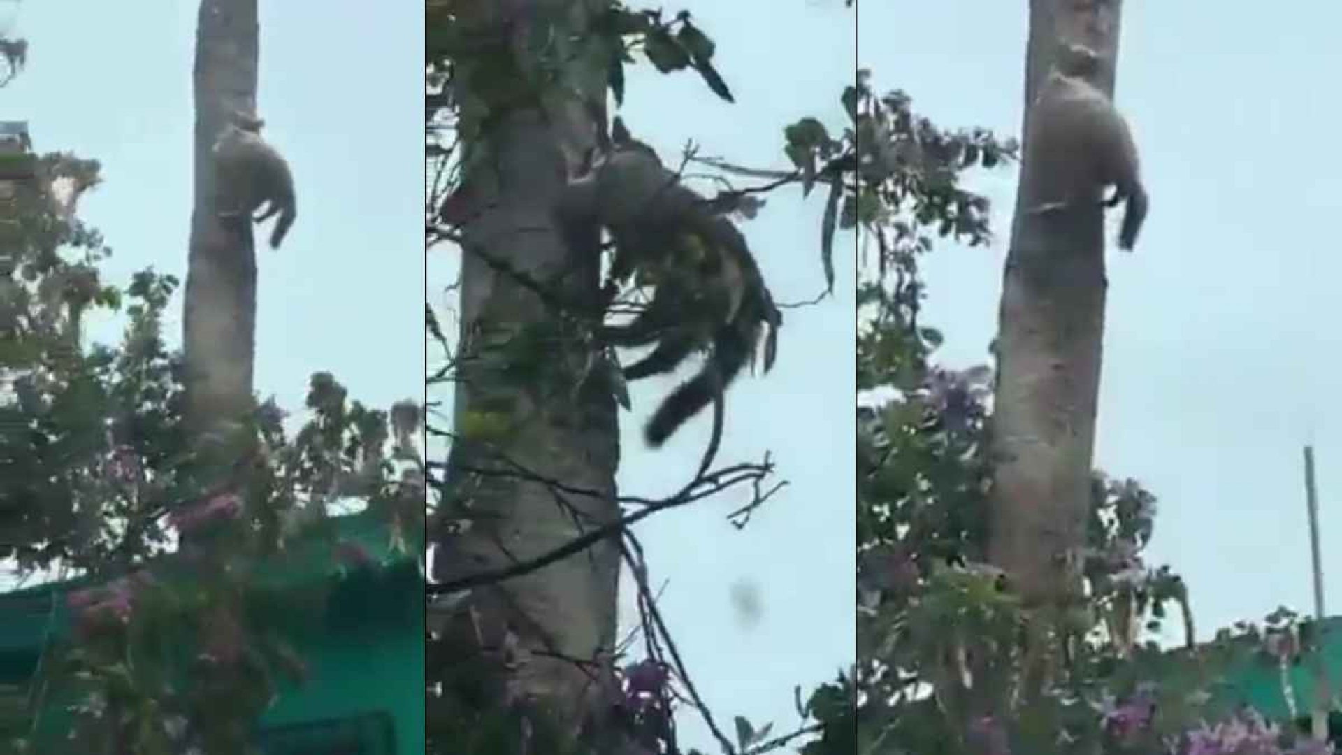 Un gato se congelo tras bajas temperaturas en Nuevo León