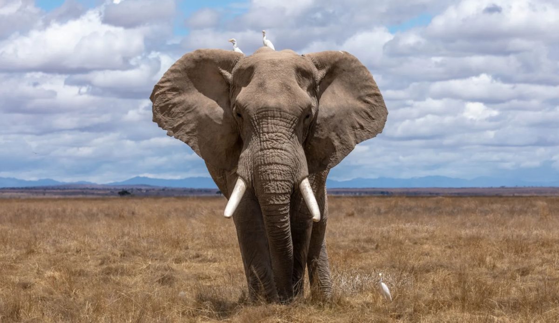 Día Mundial del elefante: 10 curiosidades sobre este enorme mamífero