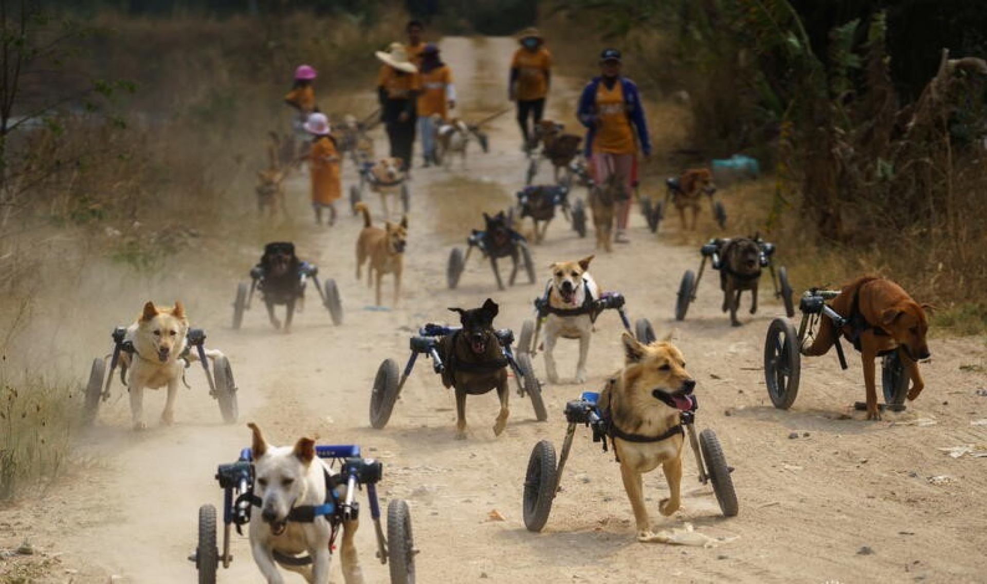 Perritos discapacitados reciben andaderas y se vuelven locos corriendo