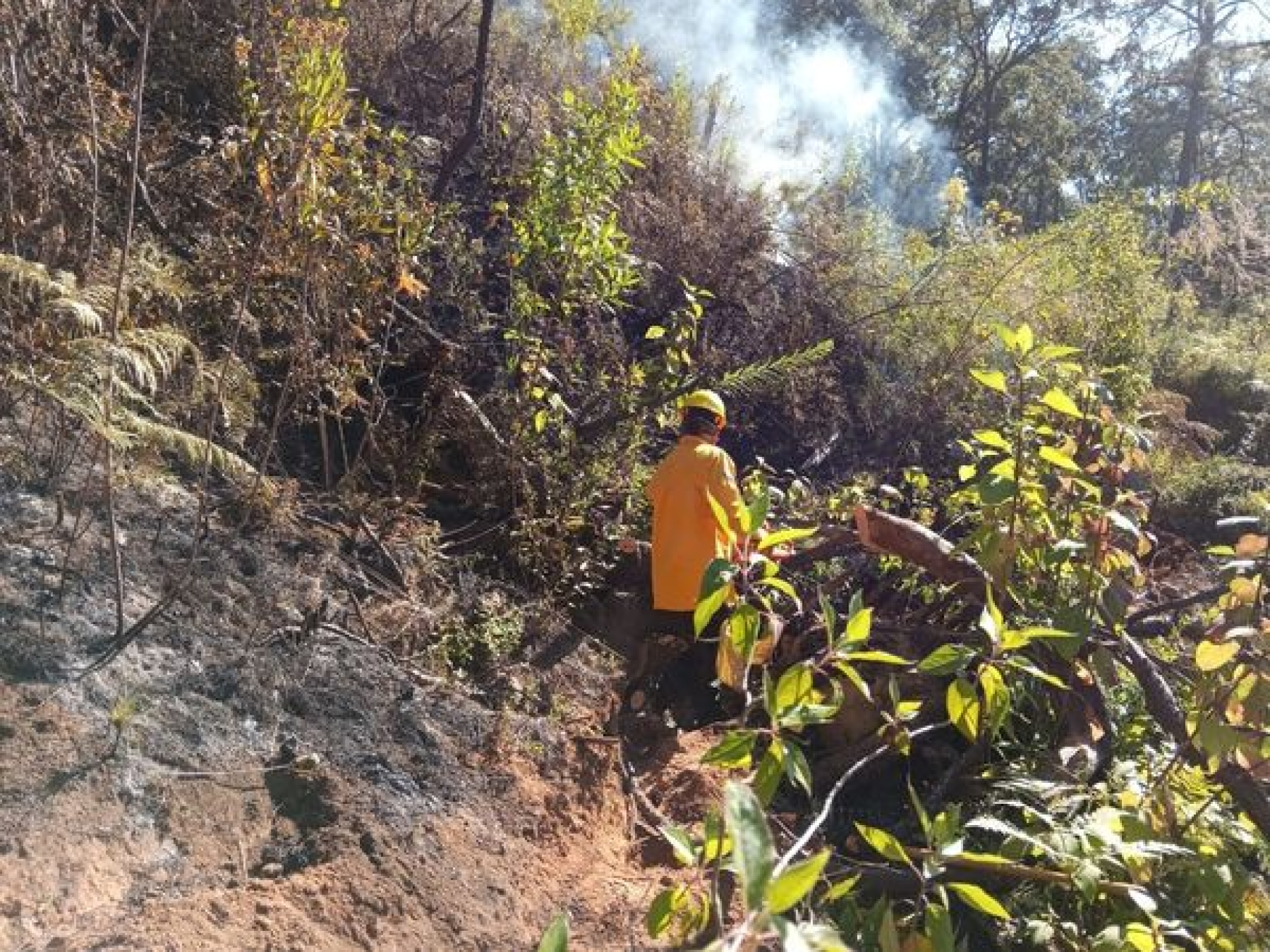 Controlado y liquidado incendio forestal en paraje 'La capilla': CEECA