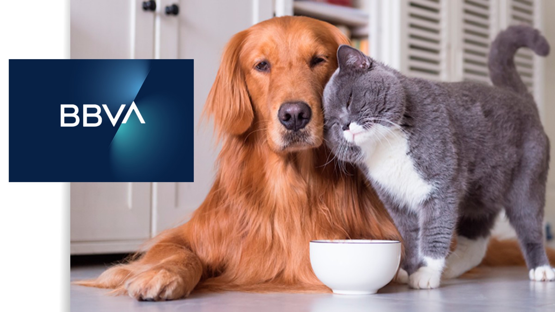 BBVA lanza seguro para mascotas; cubre a perros y gatos de hasta 12 años