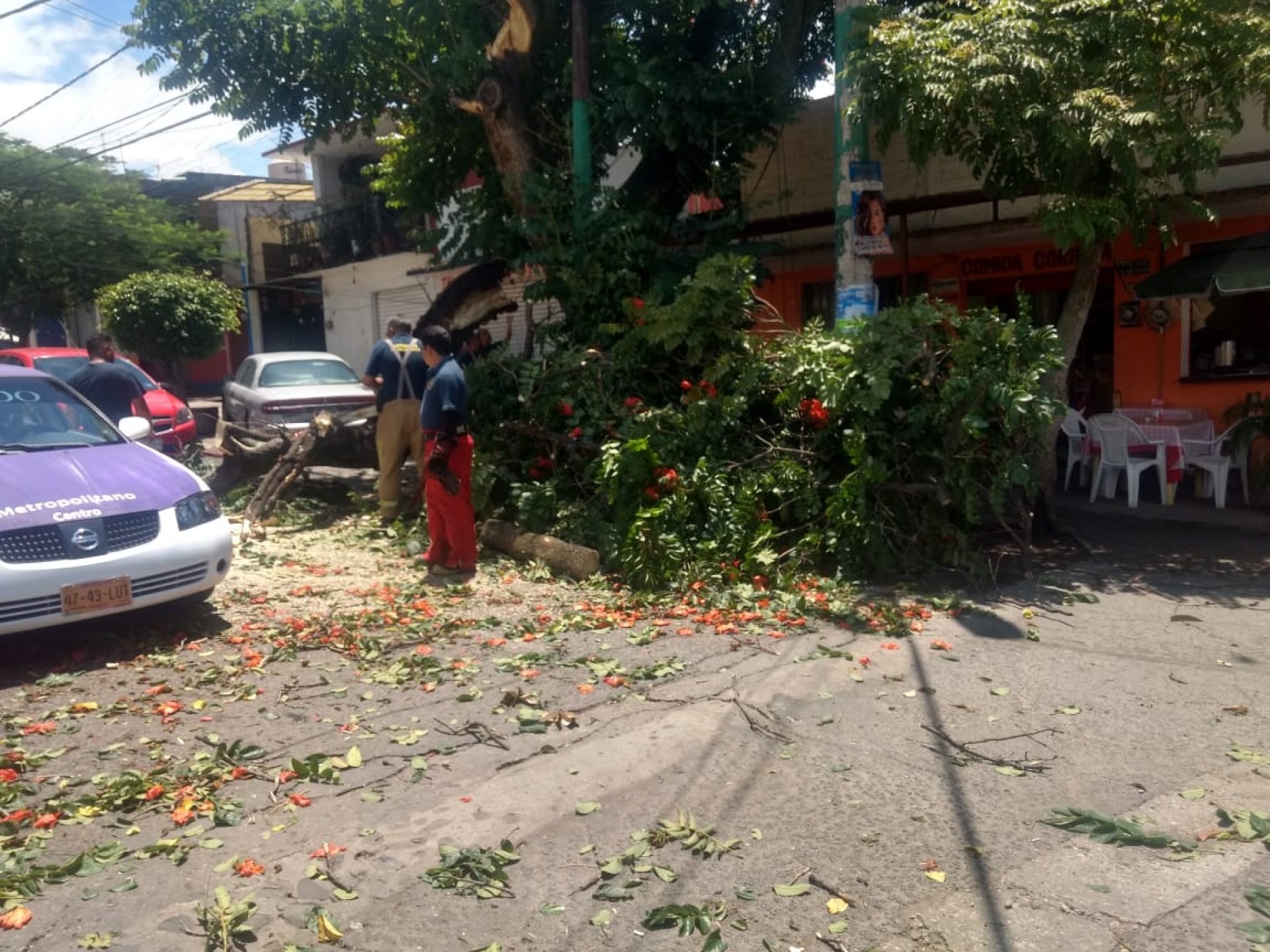 Cae rama de árbol sobre automóvil, en la Barona