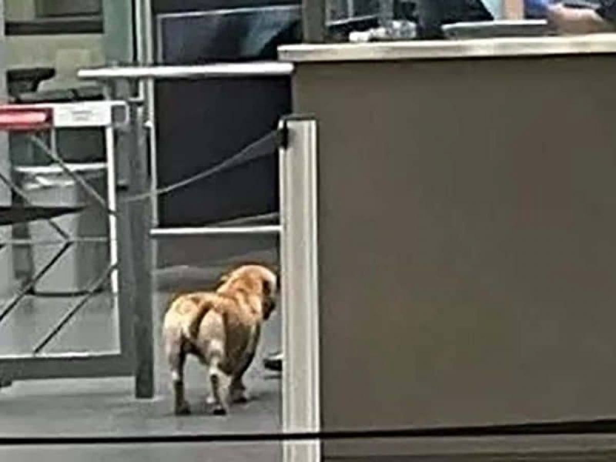 Captan a perrito cruzando la frontera con Estados Unidos