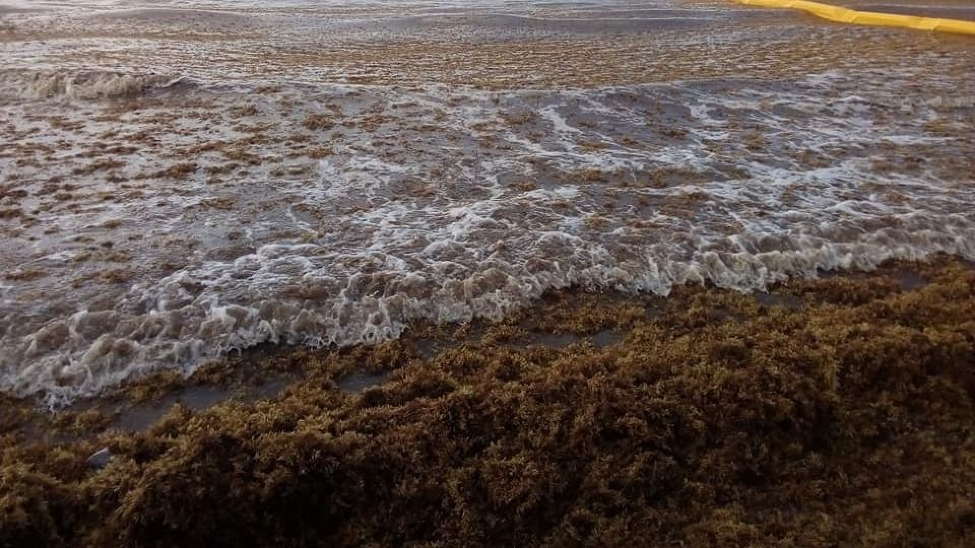 Mancha de sargazo de 550 kilómetros de diámetro arriba a costas de Quintana Roo