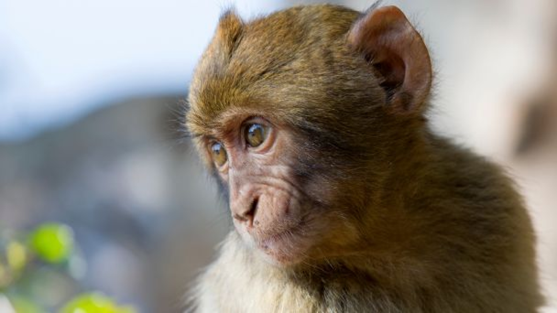 Nace el primer 'primate quimera' híbrido en China