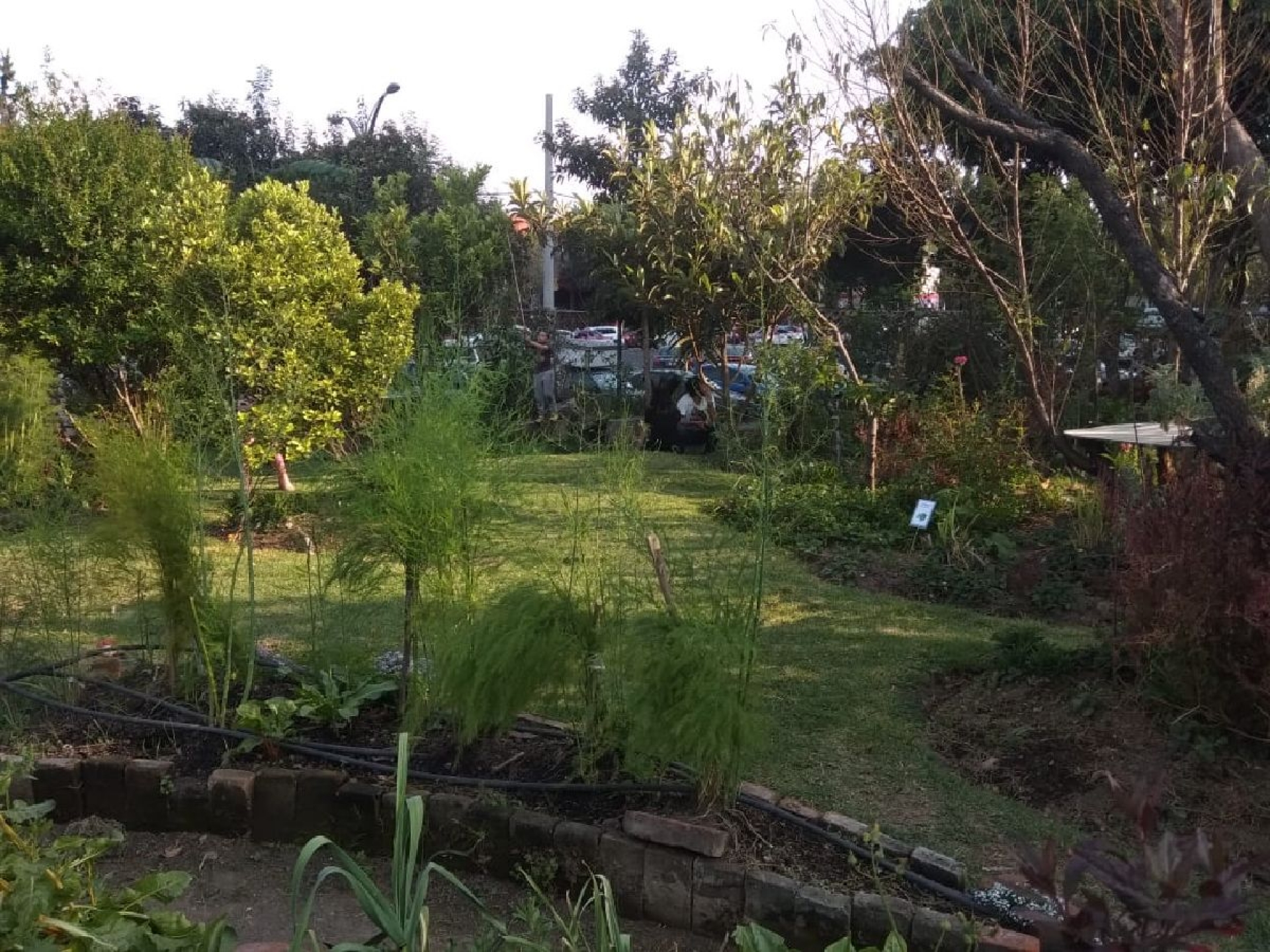 Agricultura que construye paz
