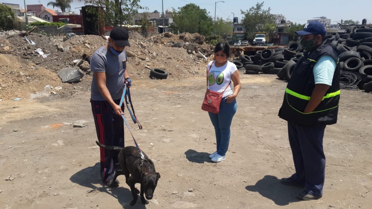 De la azotea a un hogar amoroso; adoptan a 'Tommy'