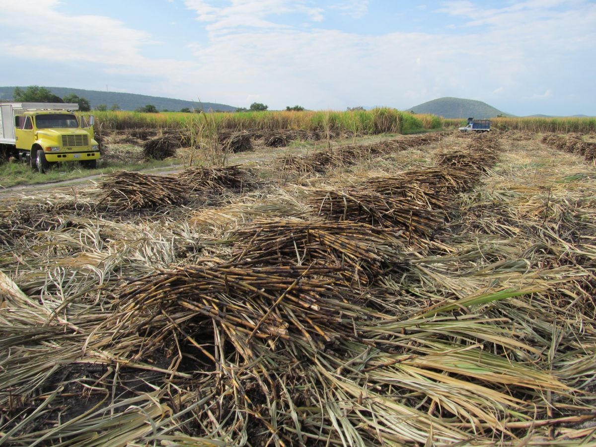 Trámites tardíos retrasan créditos a cañeros: RRS