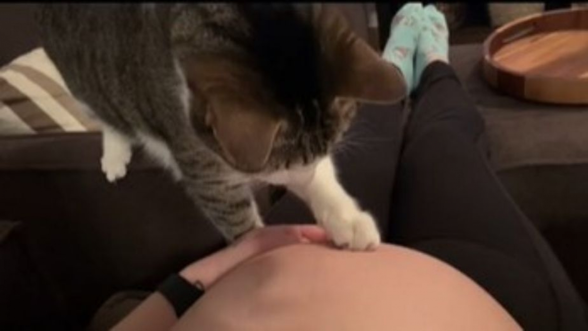 Gatito descubre que su dueña está embarazada y su reacción se vuelve viral