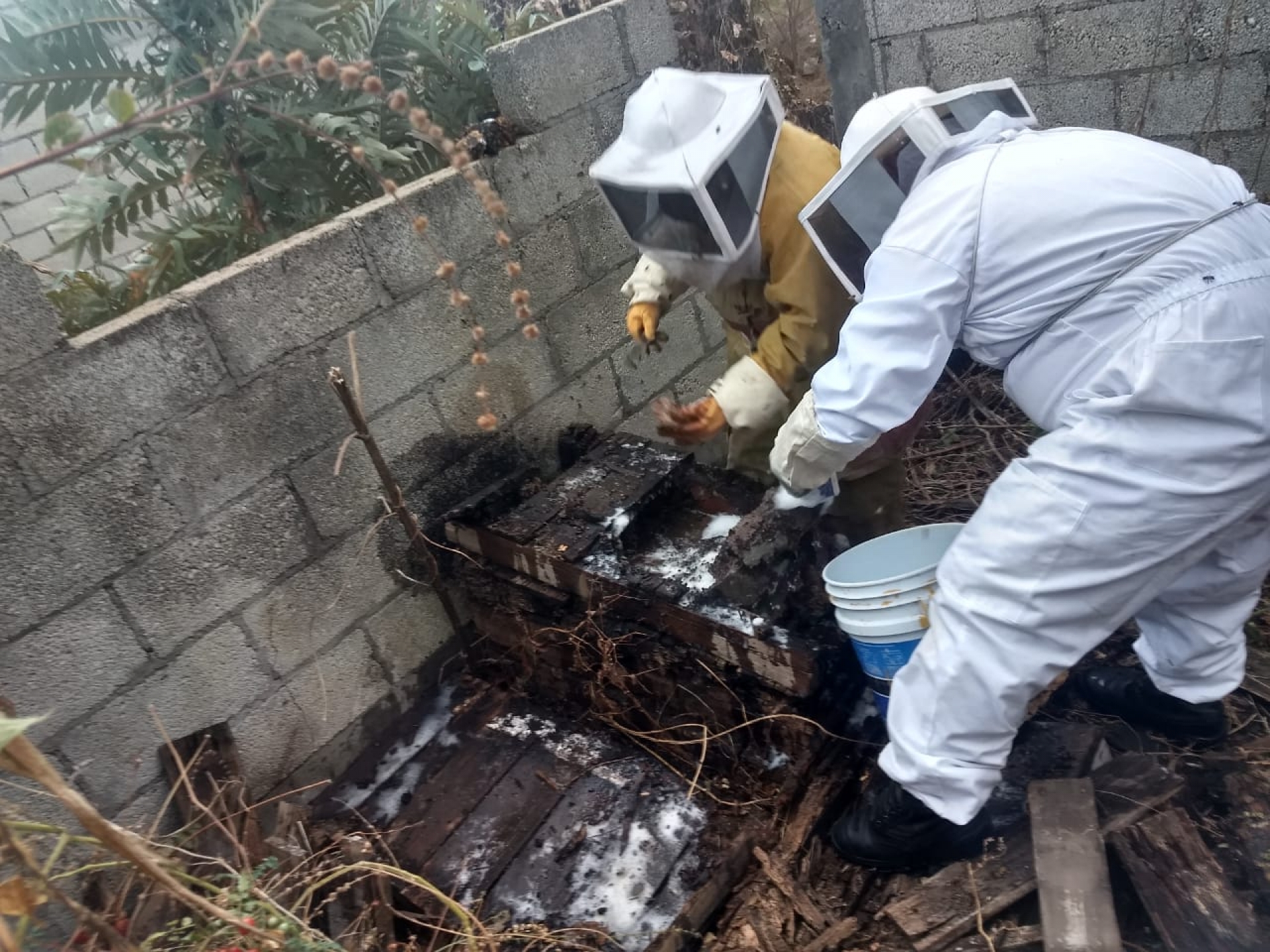 Auxilian a seis integrantes de una familia atacada por un centenar de abejas, en Milpillas
