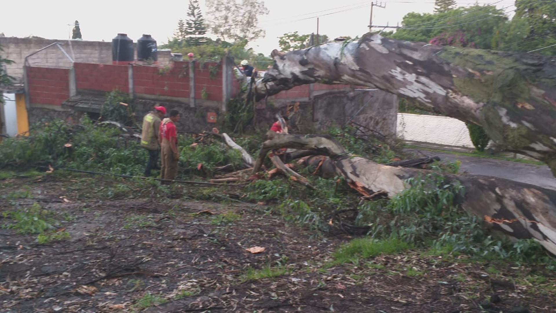 Atienden PC y Bomberos Cuernavaca caída de dos árboles