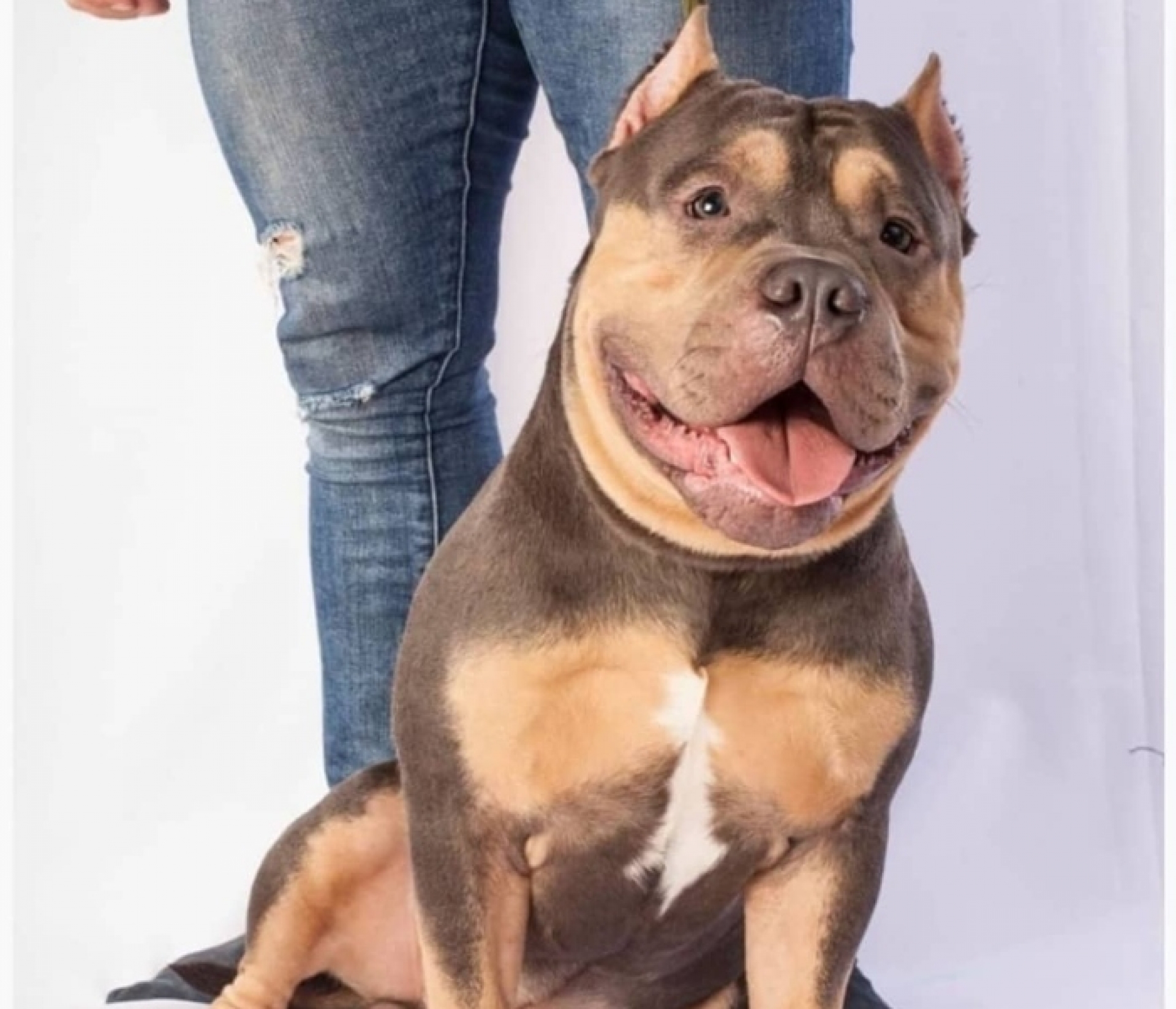 Perrito "Homero" muere en la bodega de un avión