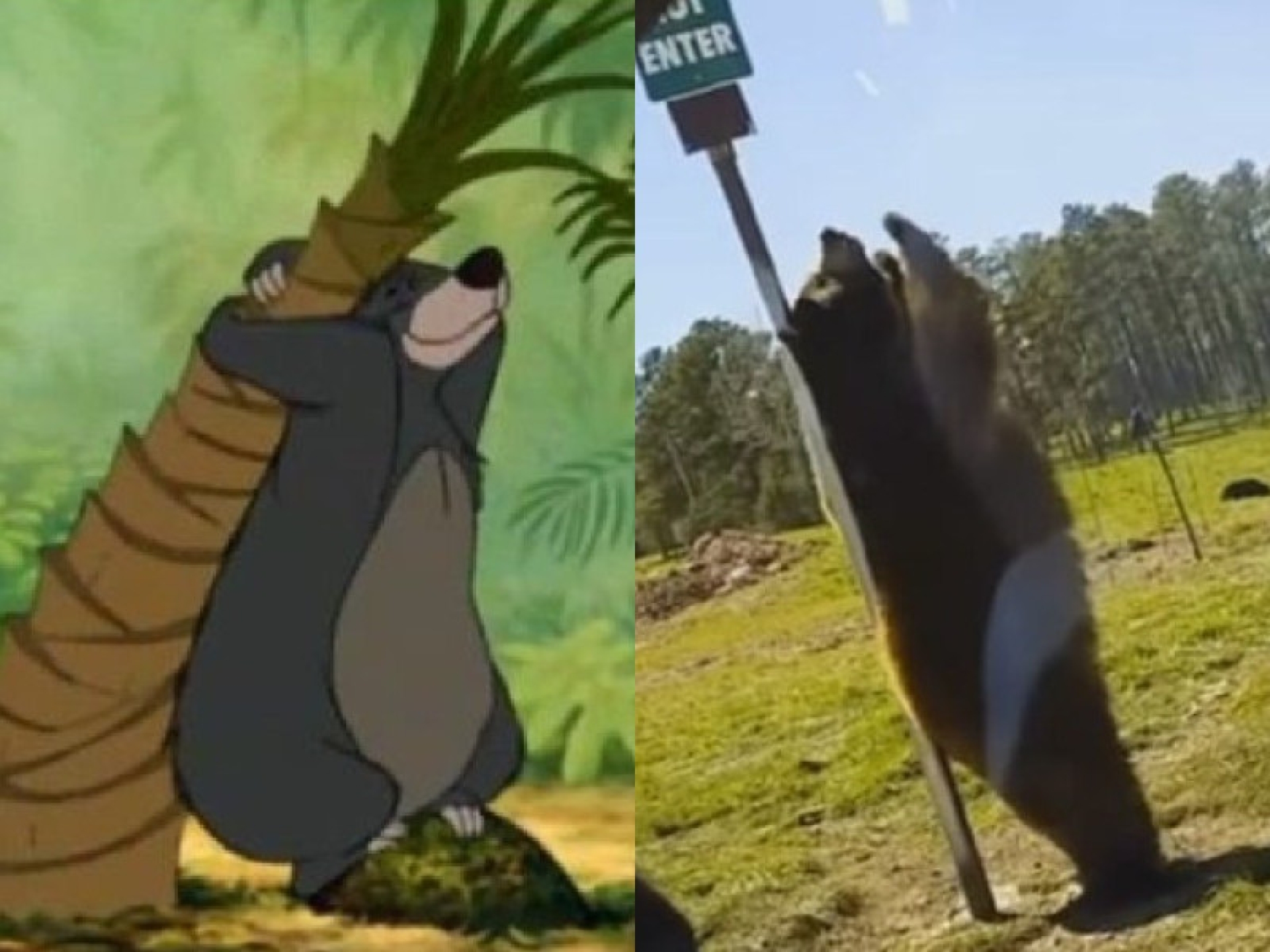 Video viral: Oso 'bailarín' encanta a internet; lo comparan con 'Baloo'